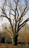 Knightwood Oak - New Forest 2017
