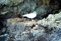 Floreana, Galapagos Islands, Ecuador 2012