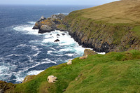 Hermaness, Unst, Shetland, Scotland 2024 0817