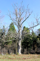 Serpent Mound, OH 2011