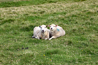 Hermaness, Unst, Shetland, Scotland 2024 0817