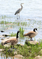 Havre de Grace, MD 2011