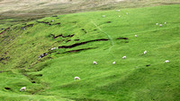 Hermaness, Unst, Shetland, Scotland 2024 0817