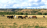 Wild Horse Sanctuary, Black Hills, SD 2019